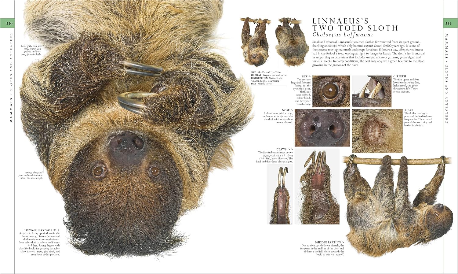 The Natural History Book: The Ultimate Visual Guide to Everything on Earth by DK