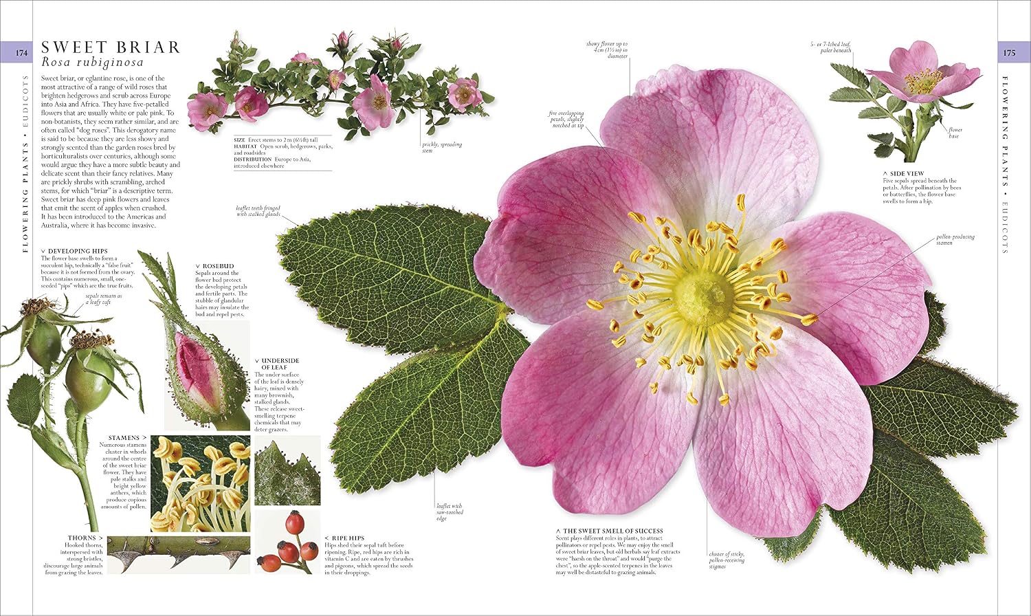 The Natural History Book: The Ultimate Visual Guide to Everything on Earth by DK