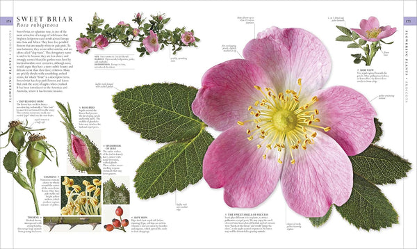 The Natural History Book: The Ultimate Visual Guide to Everything on Earth by DK