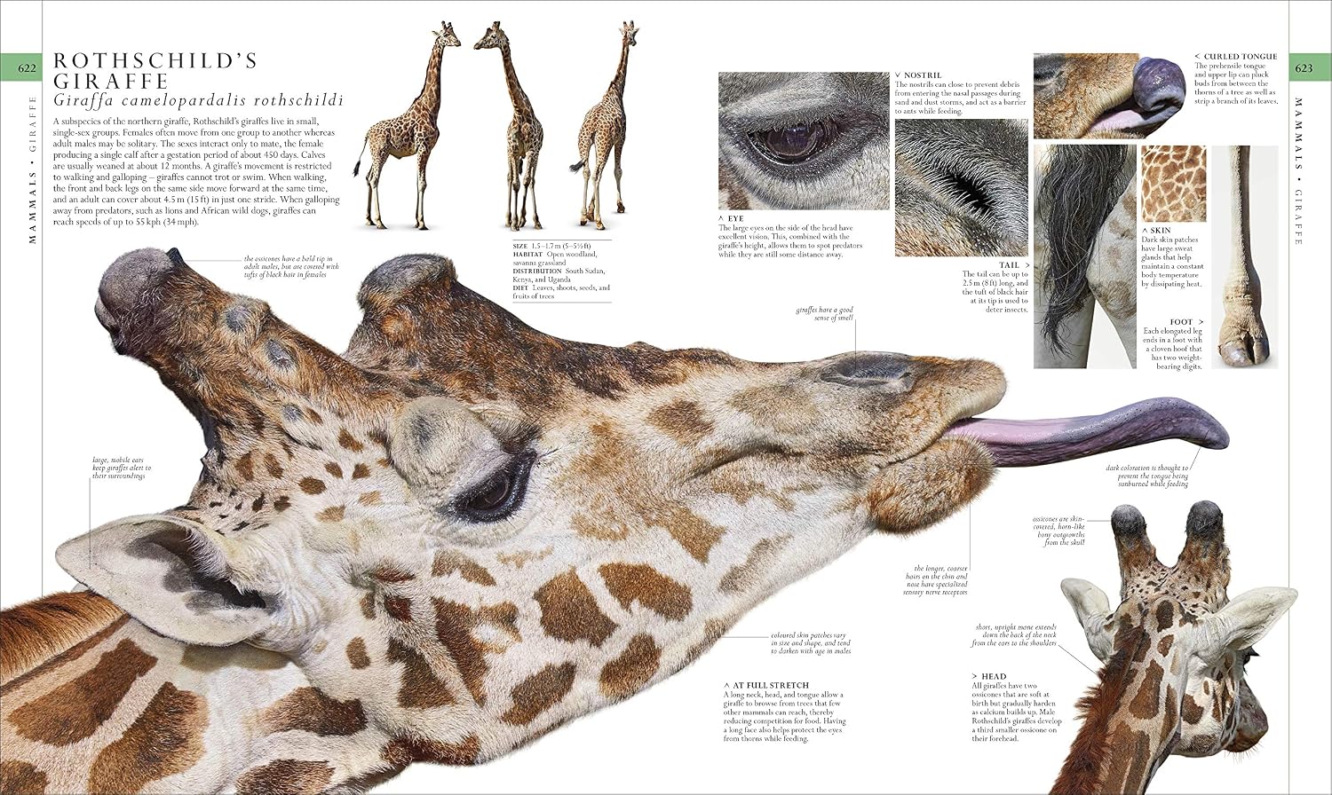 The Natural History Book: The Ultimate Visual Guide to Everything on Earth by DK