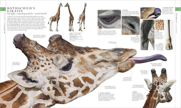 The Natural History Book: The Ultimate Visual Guide to Everything on Earth by DK