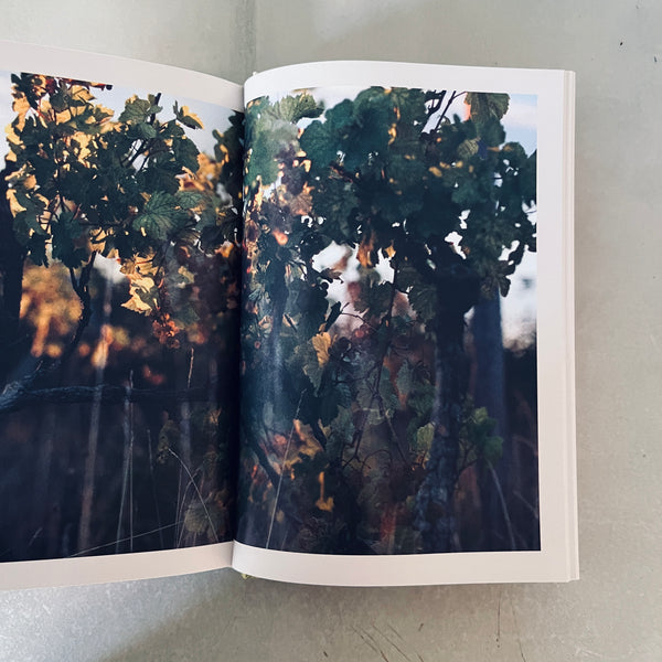 Natural Wine, No Drama: An Unpretentious Guide by Honey Spencer