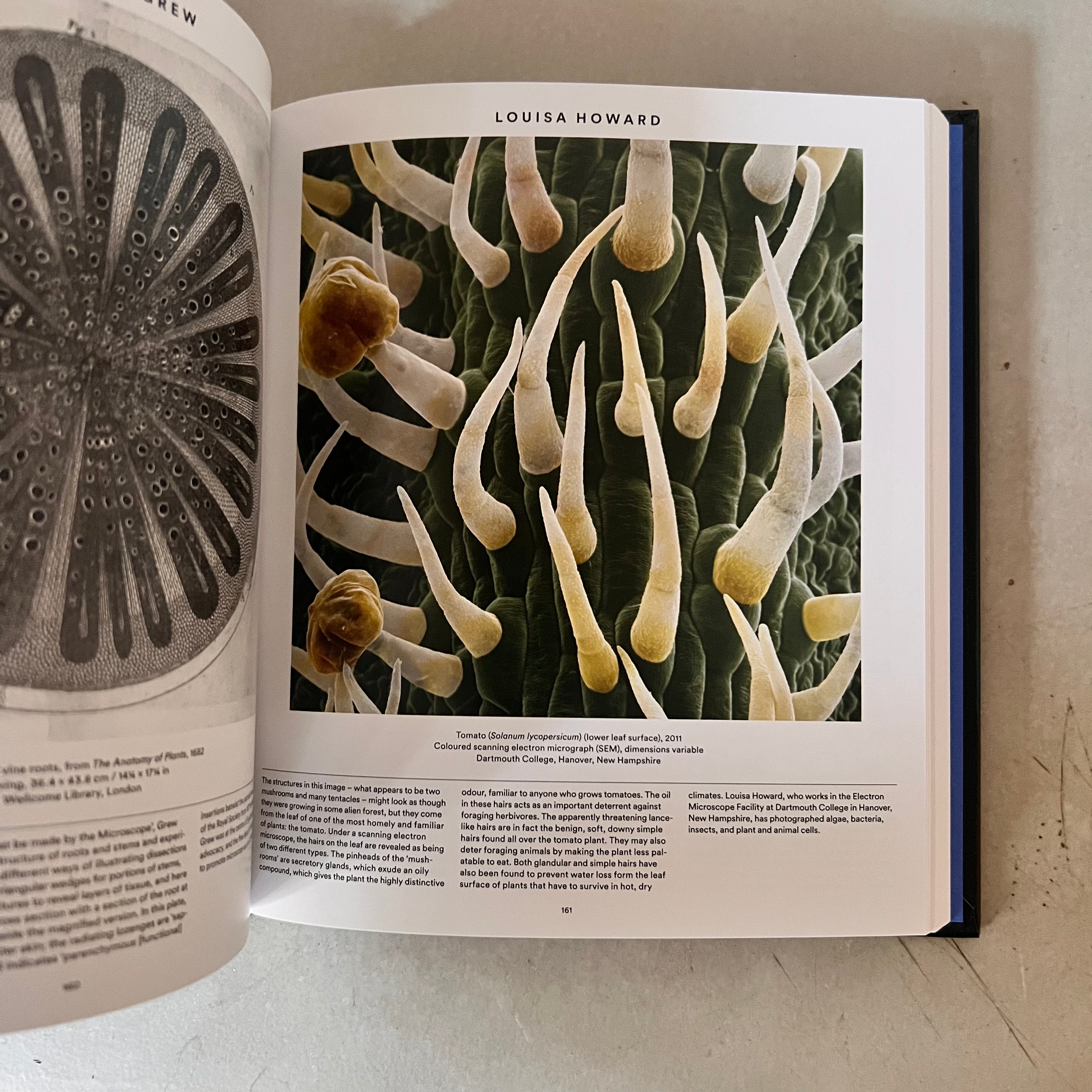 Plant : Exploring the Botanical World by Phaidon Editors