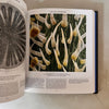 Plant : Exploring the Botanical World by Phaidon Editors
