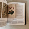 Plant : Exploring the Botanical World by Phaidon Editors