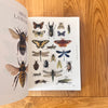 Insectile Inspiration: Insects in Art and Illustration