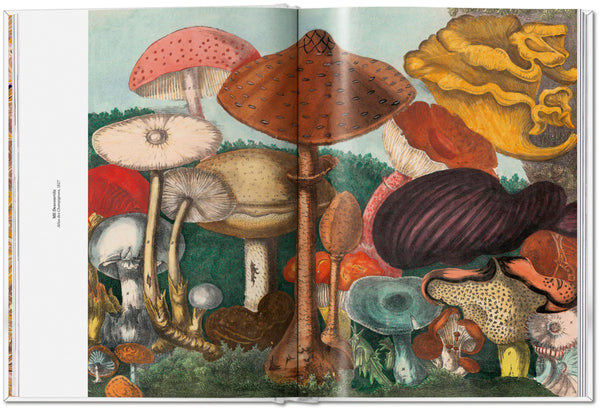 The Gourmand's Mushroom. A Collection of Stories and Recipes