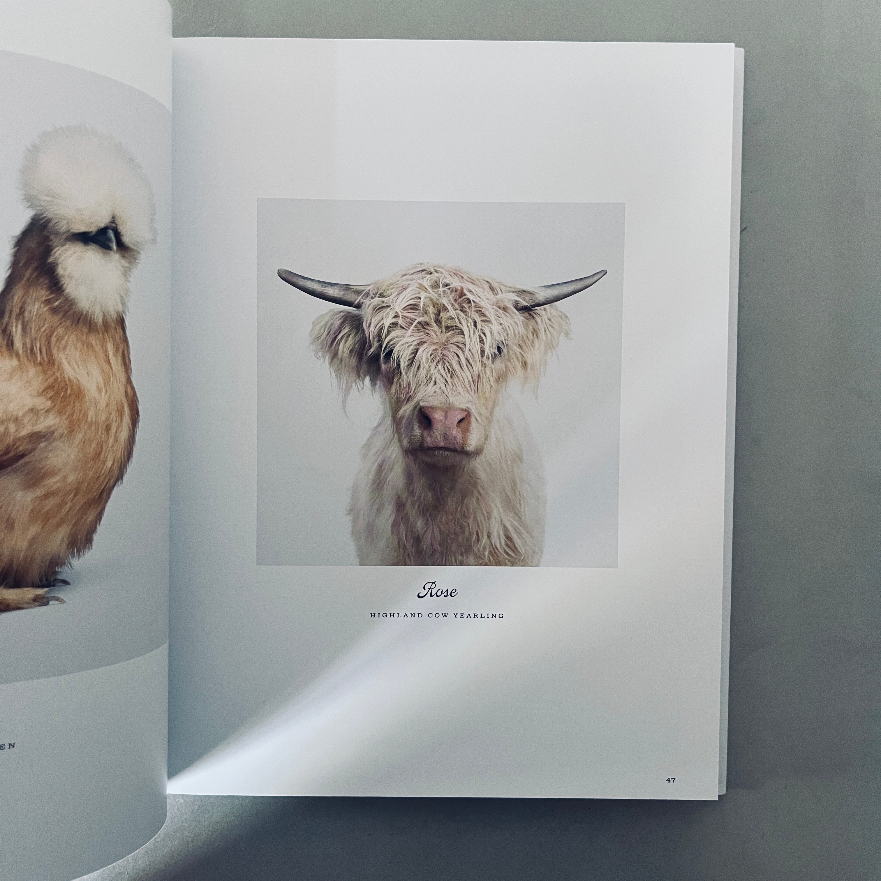 Farm Life: A Collection of Animal Portraits by Randal Ford